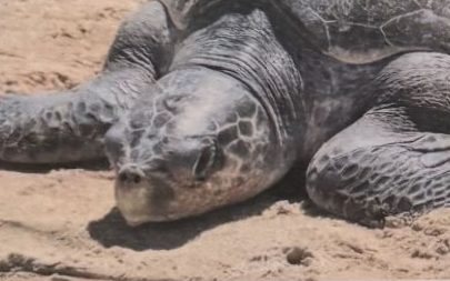 A sea turtle on the sand, seen up close.